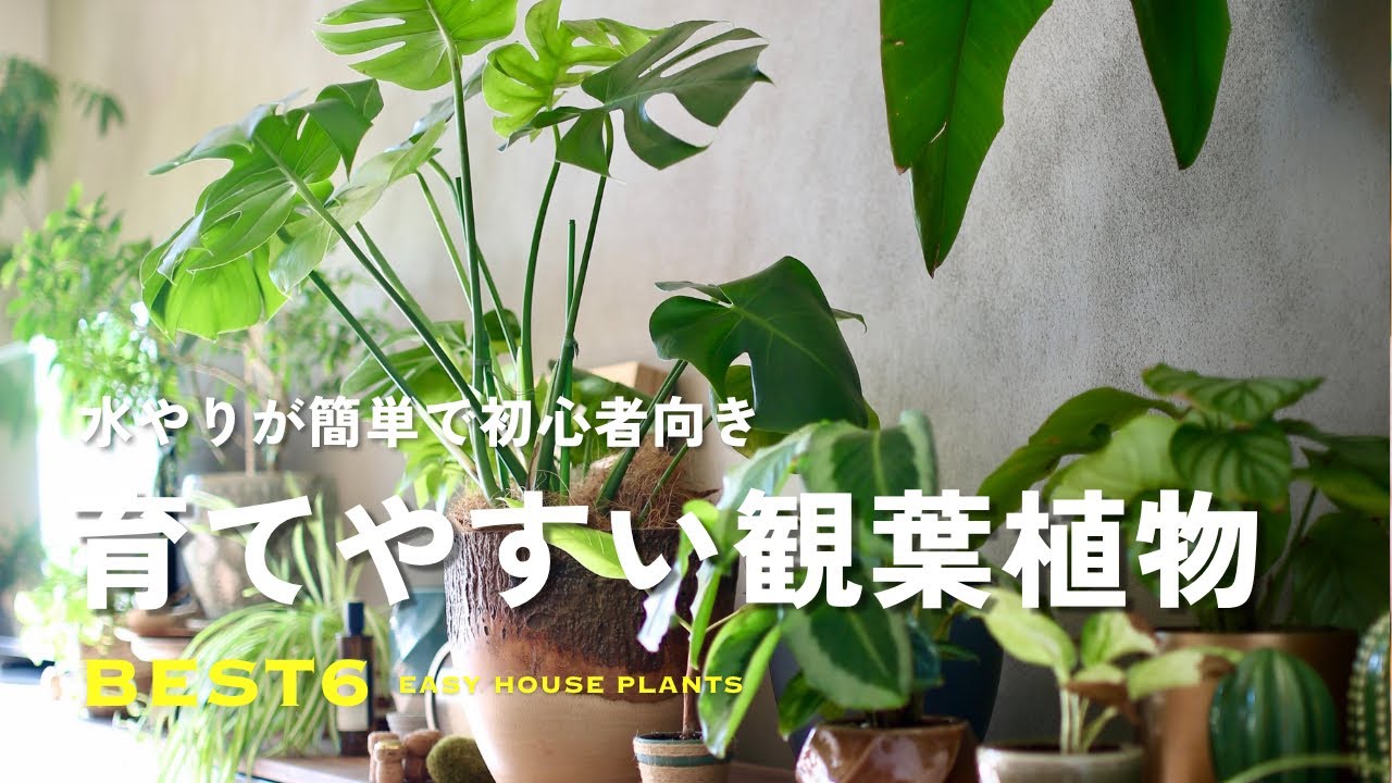 水やりが簡単で初心者でも育てやすい観葉植物6選🌿｜EASY House Plants