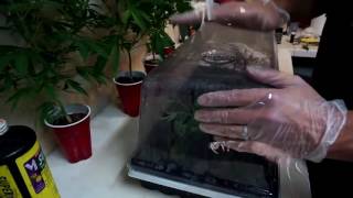 HOW TO CLONE WEED! (BEST METHOD!) HOW TO GROW