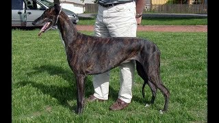 Greyhound by PetsLand 1,692 views 4 years ago 5 minutes, 16 seconds