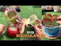 Useful Tips For Succulents - Part 99 | 多肉植物 | 다육이들 | Suculentas