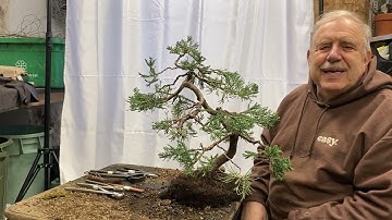 Why, When and How to Repot a Juniper Bonsai
