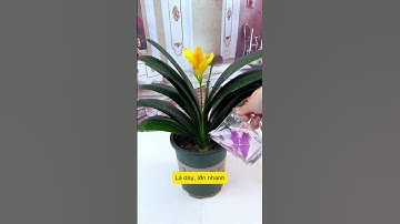 ❌Muốn cây khỏe, đừng chỉ tưới nước👉Học ngay công thức dinh dưỡng “thần thánh” để cây xanh quanh năm