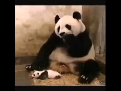 Sevimli Panda Hapşırıyor