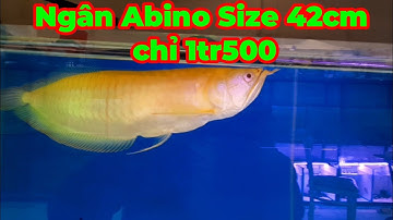 Cá rồng Abino  chỉ 1tr500, cuối tuần xả lấy hồ