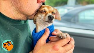 Chihuahua Finds Safety With Dad | Cuddle Buddies