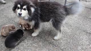 Finnischer Lapphund Kennel Erimathi P & QWurf Welpen 4 Wochen alt