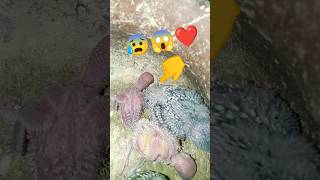 𝗗𝗔𝗬-𝟯𝟳🤭🦜 Budgies Amazing bonding #rbnbirds #birds #parrot #budgies #khtbirdslovir #parrotlet