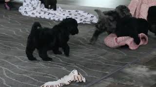 F1BB Miniature Labradoodle Puppies for Sale