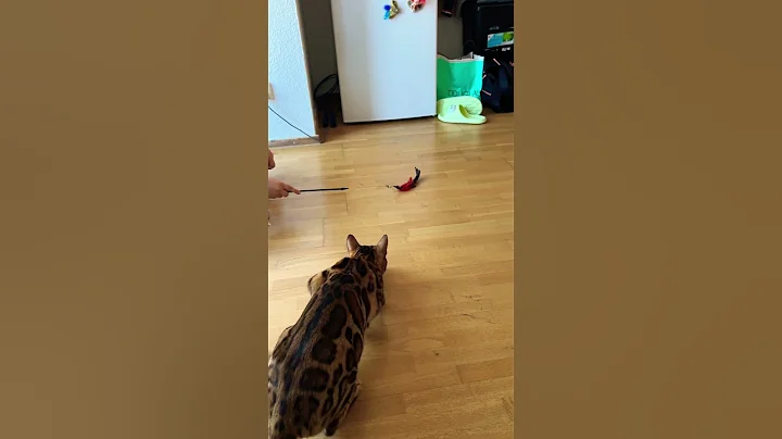 Watch the video about #live #games #my #bengal #cat