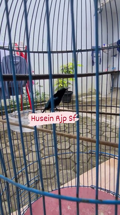 kicau moli moli 11 konin durasii