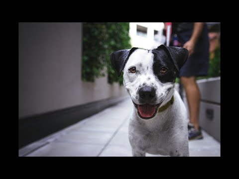 Video: Ny forskning lægger lys på faktorer, der gør hunden tilpasningsberettigede