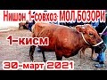 Nishon 1-sovxoz mol bozori 30 mart 2021 Нишон 1-совхоз мол бозори 30 март 2021