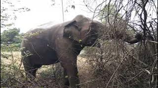  සංවේදී අය බලන්න එපා මේක #viral #viralvideo #eliphent 