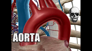 O que a veia aorta?
