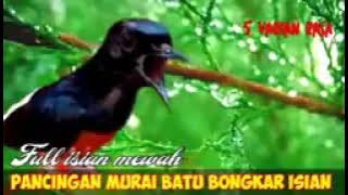 Pancing agar murai batu rajin bongkar isian