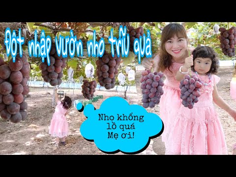 Video: Vườn Nho Ussuri