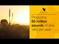 Our aloe fields in the Dominican Republic | Forever Living UK & Ireland