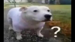 huh dog (extended)