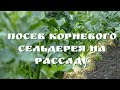 ПОСЕВ КОРНЕВОГО СЕЛЬДЕРЕЯ ПРОВЕРЕННЫЙ И НАДЕЖНЫЙ СПОСОБ