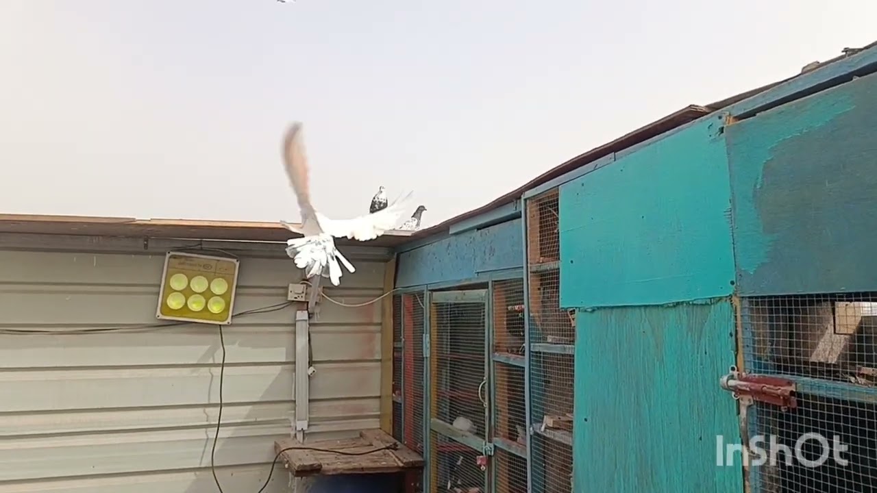 السلام عليكم شباب ما شاء الله صار يومين طلعنا طيور الغربه صعدناهن ع الدشر تحياتي الكم 