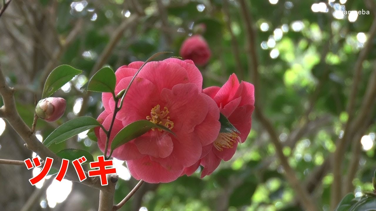 ツバキ 60年以上前から枝先に紅色の花を毎年咲かせている開花風景令和4年3月日 Youtube ツバキ 60年以上前から枝先に紅色の花を毎年咲かせている開花風景令和4年3月日 Youtube
