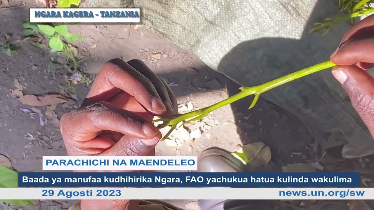 Navuna mifuko 500 ya parachichi- Mkulima ngara