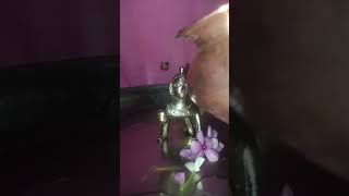 #ladoogopalbhajan #shortsfeed #youtubeshorts #trending #likesharesubscribe #hitshorts