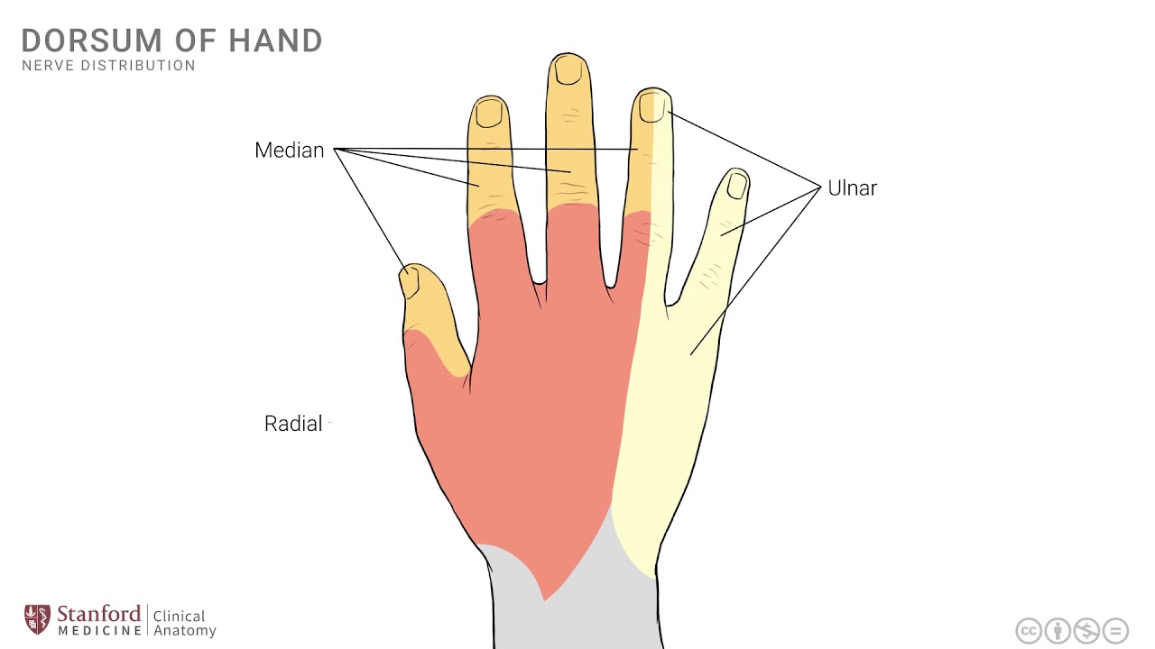 Anatomy Of The Upper Limb Dorsum Of Hand Youtube