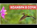 Самая маленькая птица в мире Колибри?