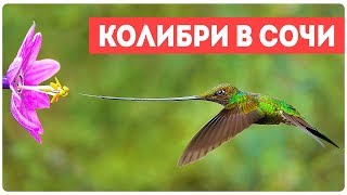Самая маленькая птица в мире Колибри? Самая маленькая птица в мире Колибри?