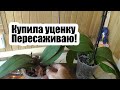 пересадка реанимашки орхидеи фаленопсиса