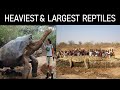 Top 15 Heaviest Reptiles Living Today