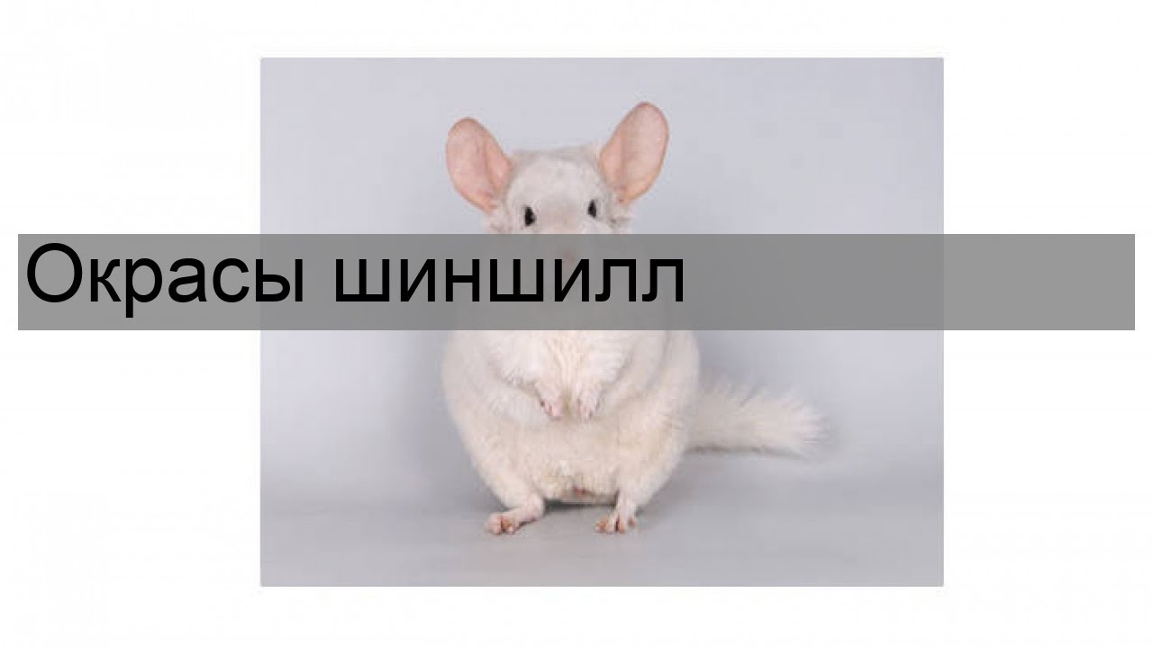 Окрасы шиншилл