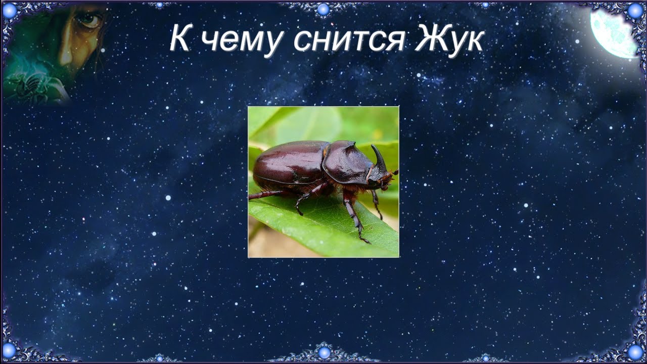 К чему снится Жук (Сонник)