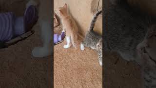 poor kittens try to scare me #cats #pets #friendly #shorts