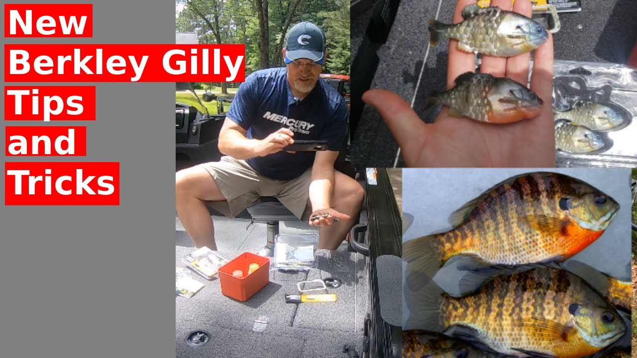 Are You Ready for New Berkley Gilly? Learn the Ultimate Tips and Tricks! 