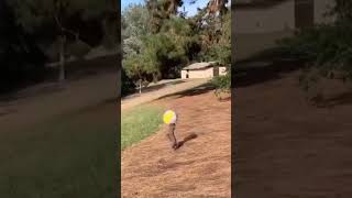 Dog amazing volleyball skills