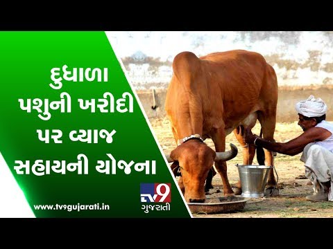 દુધાળા પશુની ખરીદી પર વ્યાજ સહાયની યોજના, Govt schemes for purchase of livestock | Tv9Dhartiputra