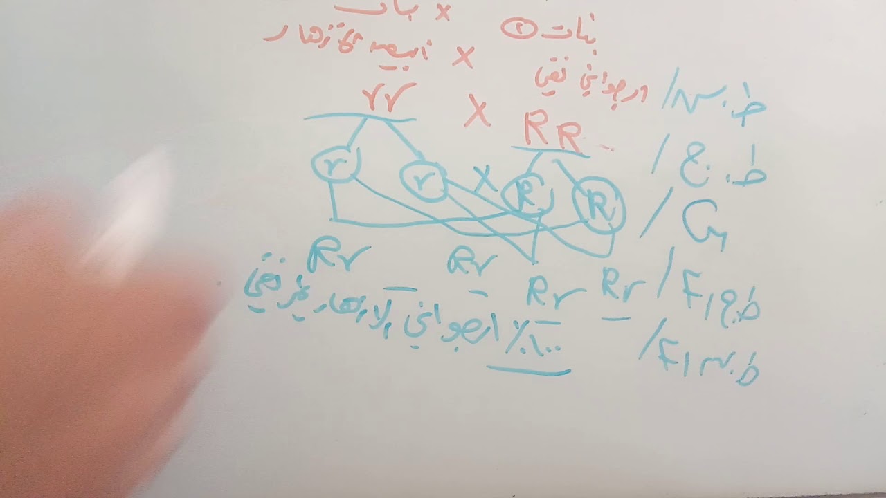 الوراثة المندلية (قانون مندل الاول )