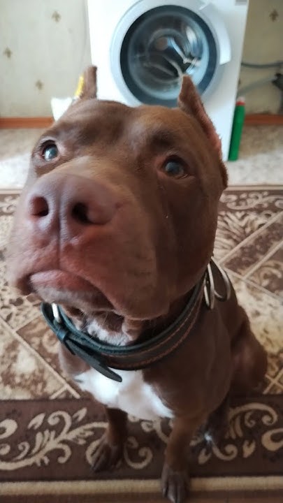 Питбуль выполняет команду.. #pitbull #питбультерьер #apbt # ...