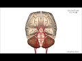 脳動脈瘤／2分で分かる医療動画辞典　ミルメディカル