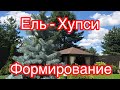 ЕЛЬ ФОРМИРОВАНИЕ.. СТРИЖКА..ПРИЩИПЫВАНИЕ