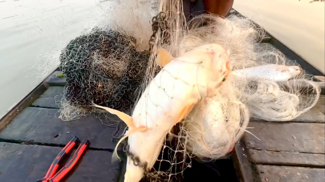 Quăng Chài 3 Màn Bắt Cá Dồ Đém K.h.Ủ.n.g  