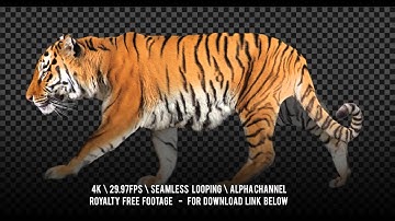 Tiger walking. Isolated and cyclic animation. Alpha channel included.