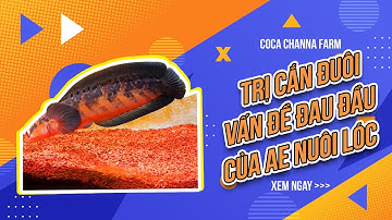 Trị Cắn Đuôi - Vấn Đề Đau Đầu Của Anh Em Nuôi Cá Lóc.