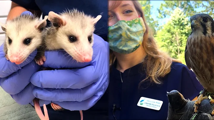 Preserving local wildlife through rehabilitation a...