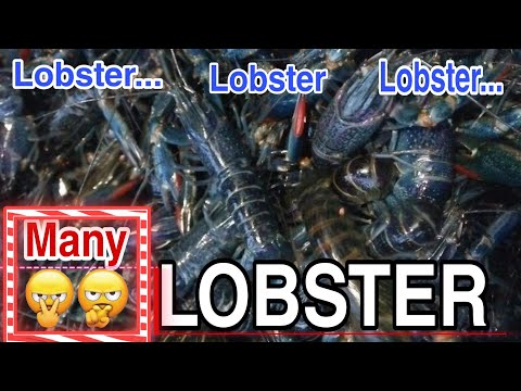 Video: Ciri-ciri Lobster Yang Berguna Dan Berbahaya. Kandungan Kalori Hidangan Lobster