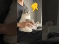#ハロウィン2022 #cat #cute