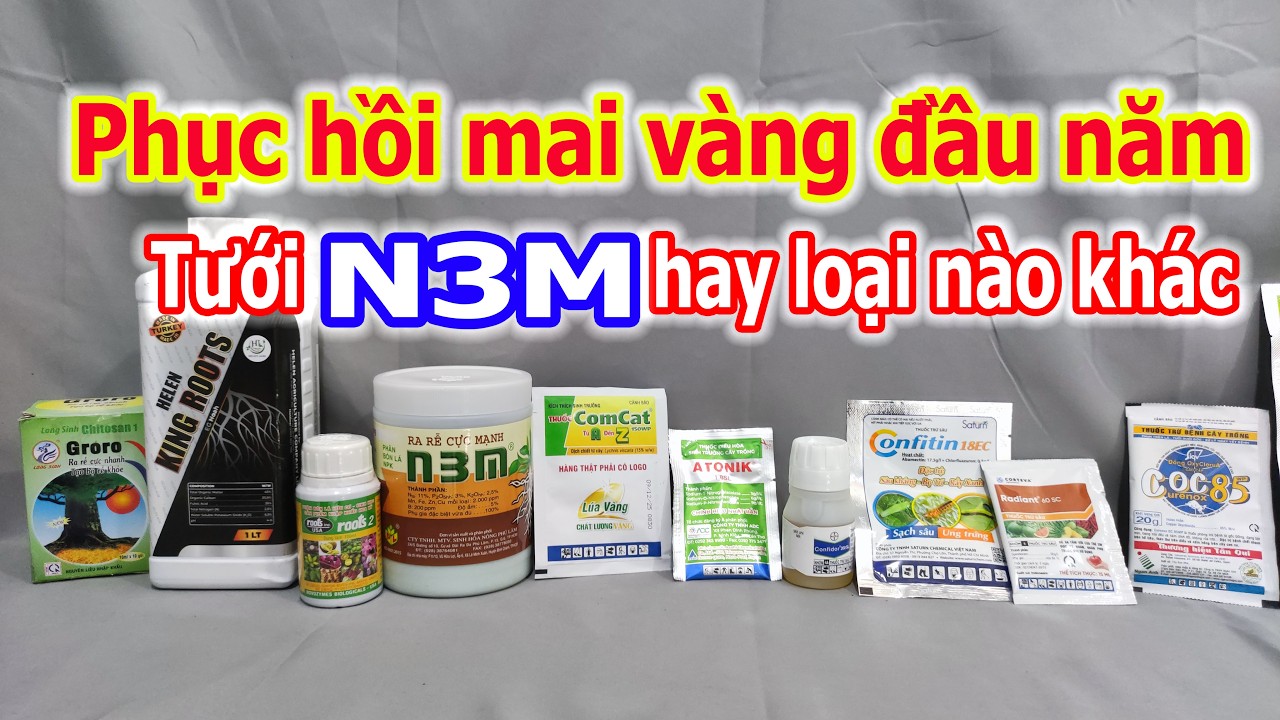 Phân thuốc phục hồi mai vàng đầu năm