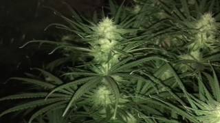 TGA Querkle viperspectra led grow